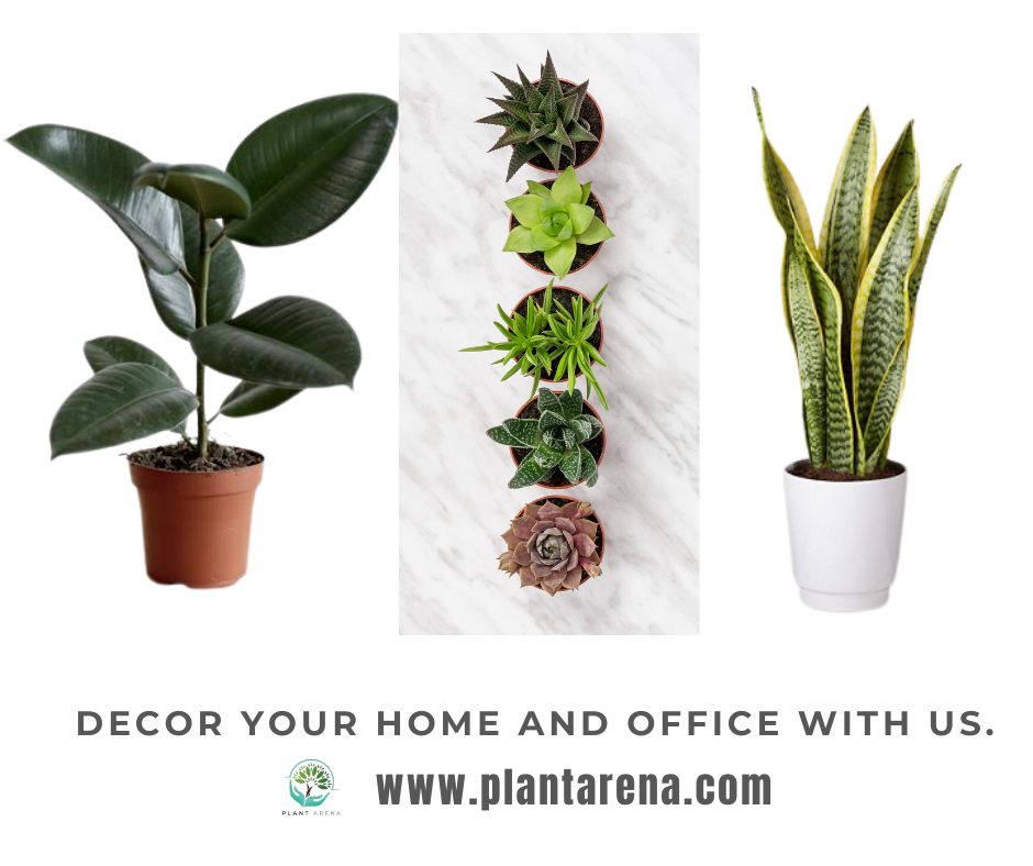 Decor your home and office with us.